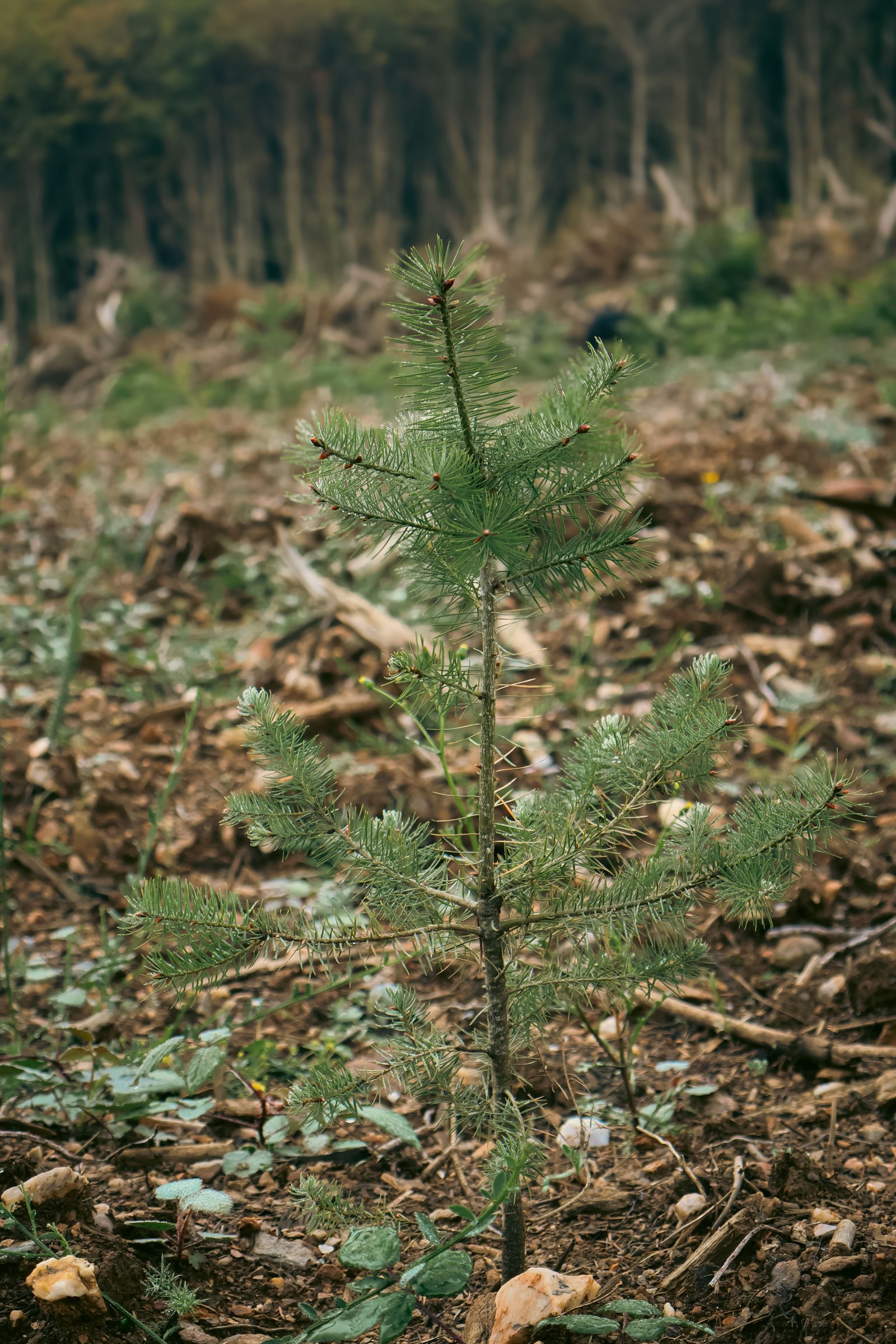 Jeune plant de douglas au milieu d'une coupe rase